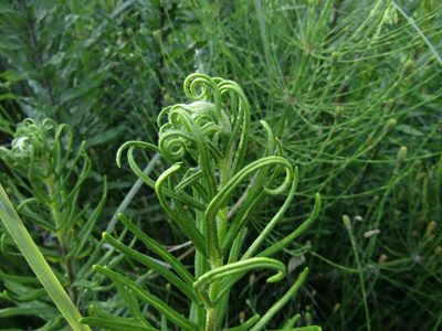 Pityrogramma trifoliata, photographed by Ezequiel Vera