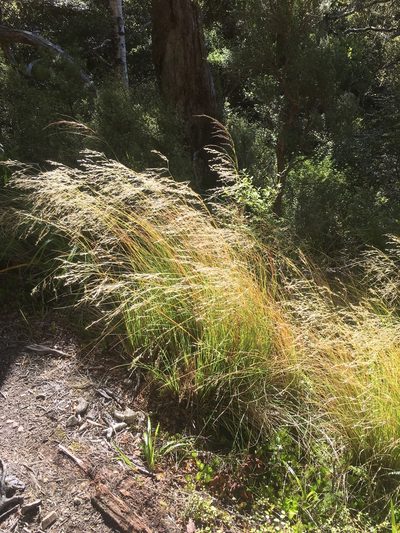 Chionochloa cheesemanii, photographed by Tim Park