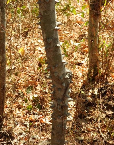 Zanthoxylum arborescens, photographed by Francisco Farriols Sarabia