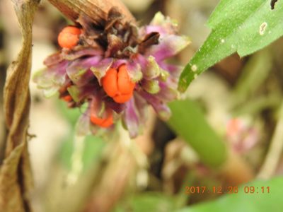 Amischotolype glabrata, photographed by fagushayata