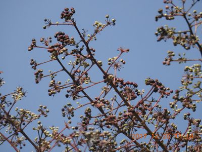Aralia bipinnata, photographed by fagushayata