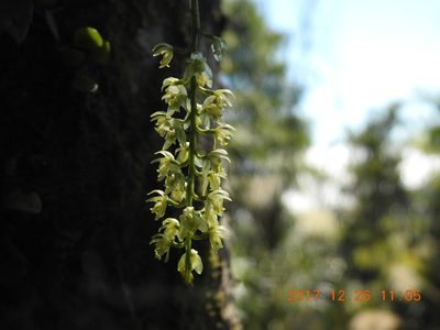 Liparis elliptica, photographed by fagushayata