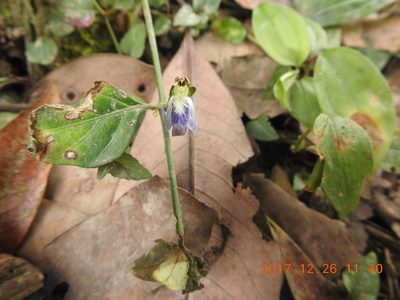 Rungia chinensis, photographed by fagushayata