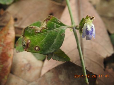Rungia chinensis, photographed by fagushayata