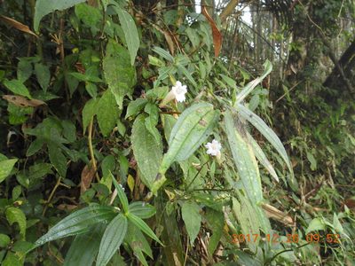 Strobilanthes pentastemonoides, photographed by fagushayata