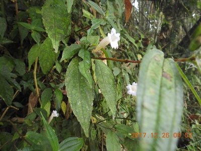 Strobilanthes pentastemonoides, photographed by fagushayata