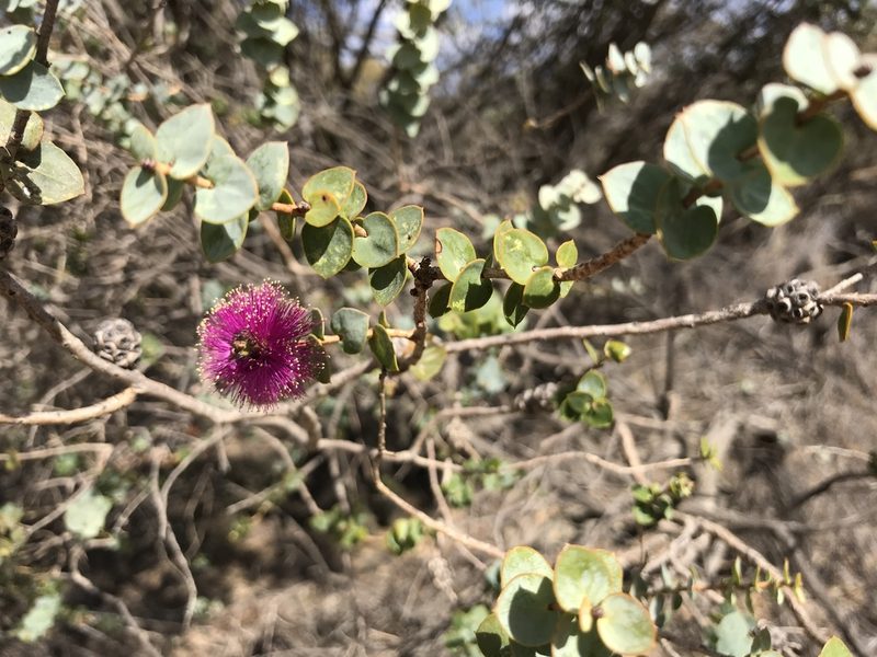 Melaleuca cordata, photographed by Cal Wood