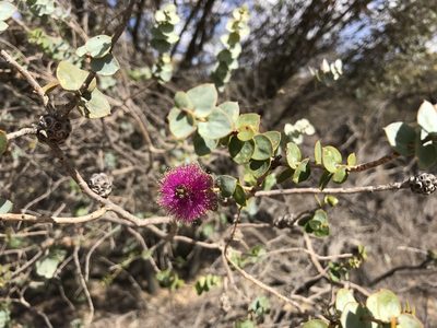 Melaleuca cordata, photographed by Cal Wood