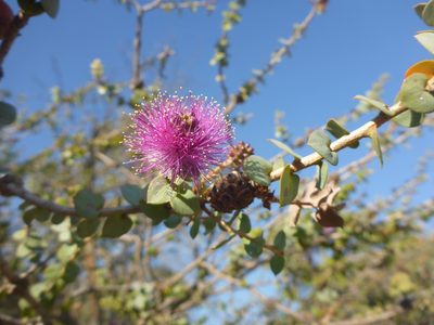 Melaleuca cordata, photographed by Cal Wood