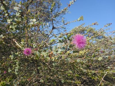 Melaleuca cordata, photographed by Cal Wood