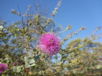 Melaleuca cordata, photographed by Cal Wood