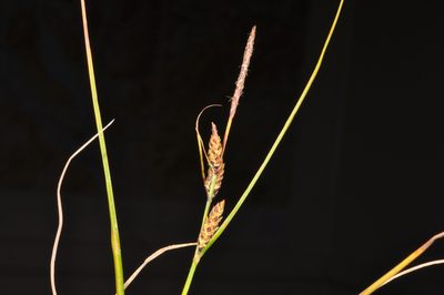 Carex gaudichaudiana, photographed by Pieter Pelser