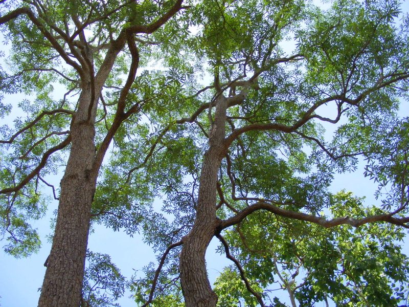 Alstonia actinophylla, photographed by coenobita