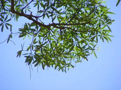 Alstonia actinophylla, photographed by coenobita