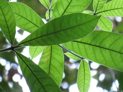 Alstonia muelleriana, photographed by coenobita
