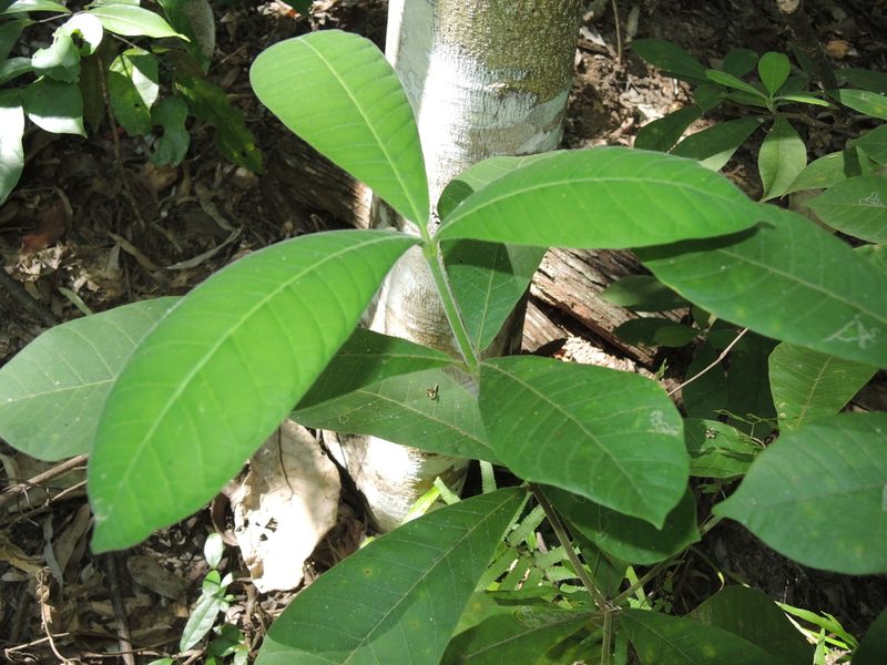 Alstonia muelleriana, photographed by coenobita