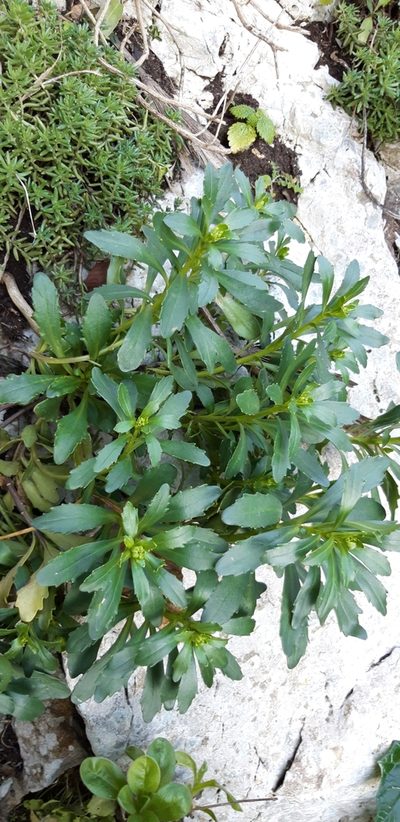 Iberis gibraltarica, photographed by purperlibel