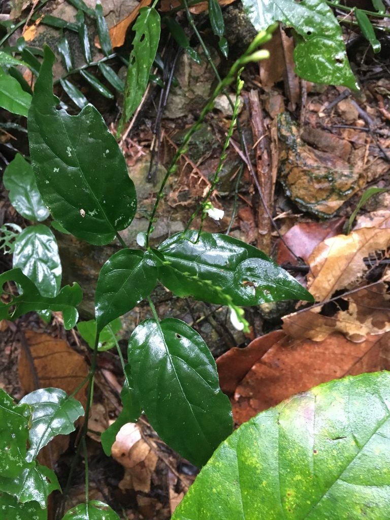 Leptostachya wallichii, photographed by Matt Berger