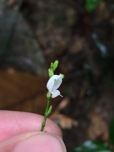 Leptostachya wallichii, photographed by Matt Berger