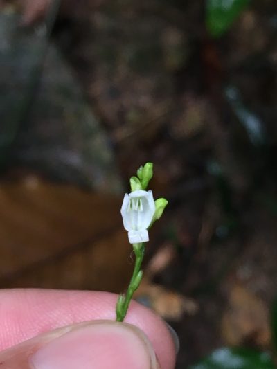 Leptostachya wallichii, photographed by Matt Berger