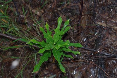 Cerbera dumicola, photographed by coenobita