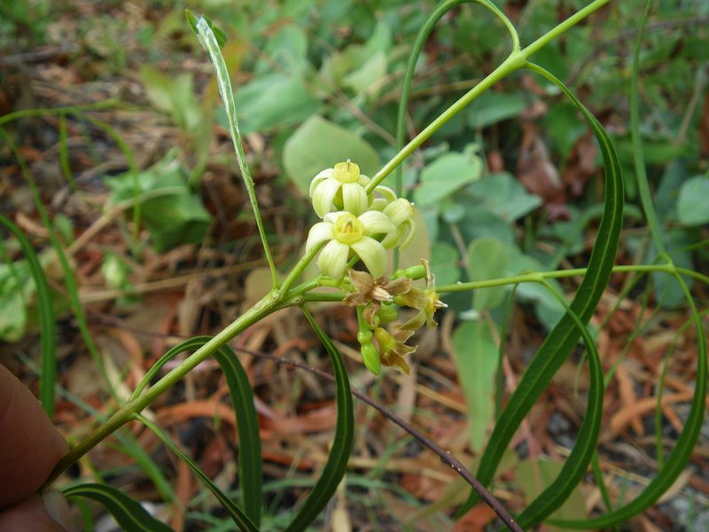 Wrightia saligna, photographed by coenobita