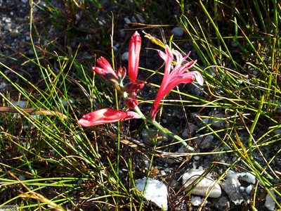 Tritoniopsis ramosa, photographed by Chris Vynbos