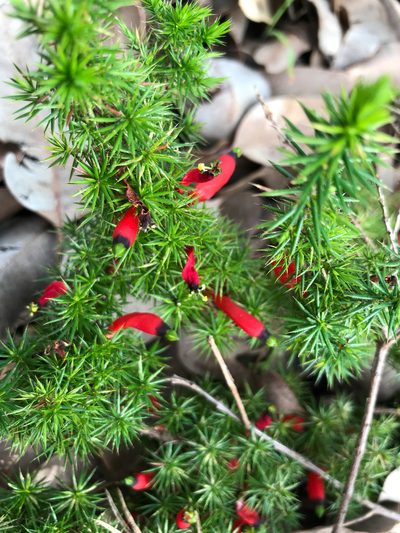 Styphelia foliosa, photographed by Cal Wood