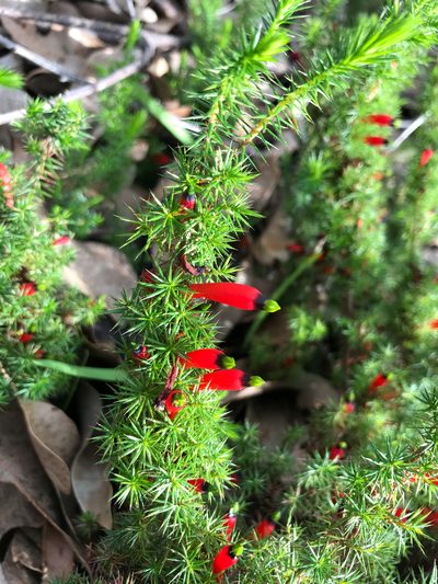 Styphelia foliosa, photographed by Cal Wood
