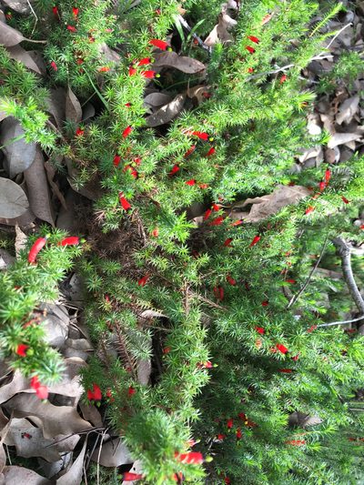 Styphelia foliosa, photographed by Cal Wood