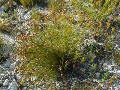 Staberoha cernua, photographed by Chris Vynbos