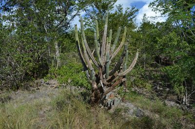 Pilosocereus armatus, photographed by Jason Grant