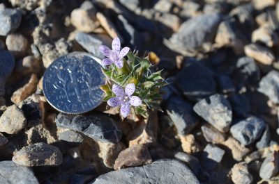 Langloisia setosissima, photographed by Jason Grant