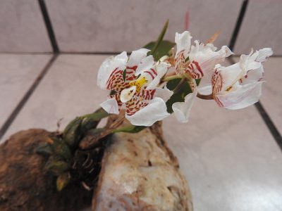 Rhynchostele cervantesii, photographed by Oscar Alejandro Morales Juárez