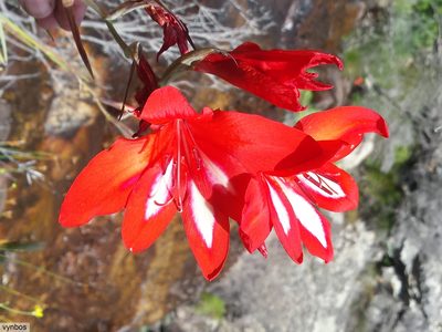 Gladiolus cardinalis, photographed by Chris Vynbos