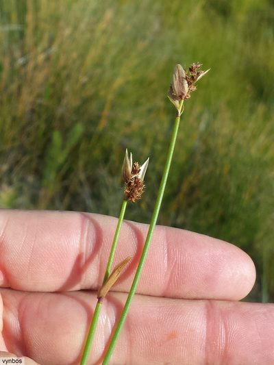 Elegia thyrsifera, photographed by Chris Vynbos