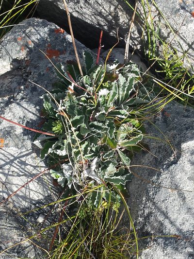 Hermas quercifolia, photographed by Chris Vynbos