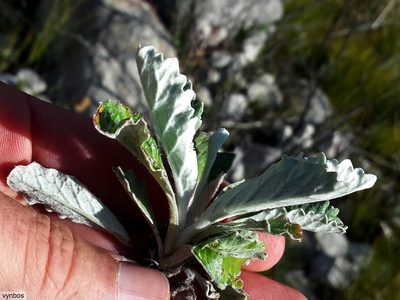 Hermas quercifolia, photographed by Chris Vynbos