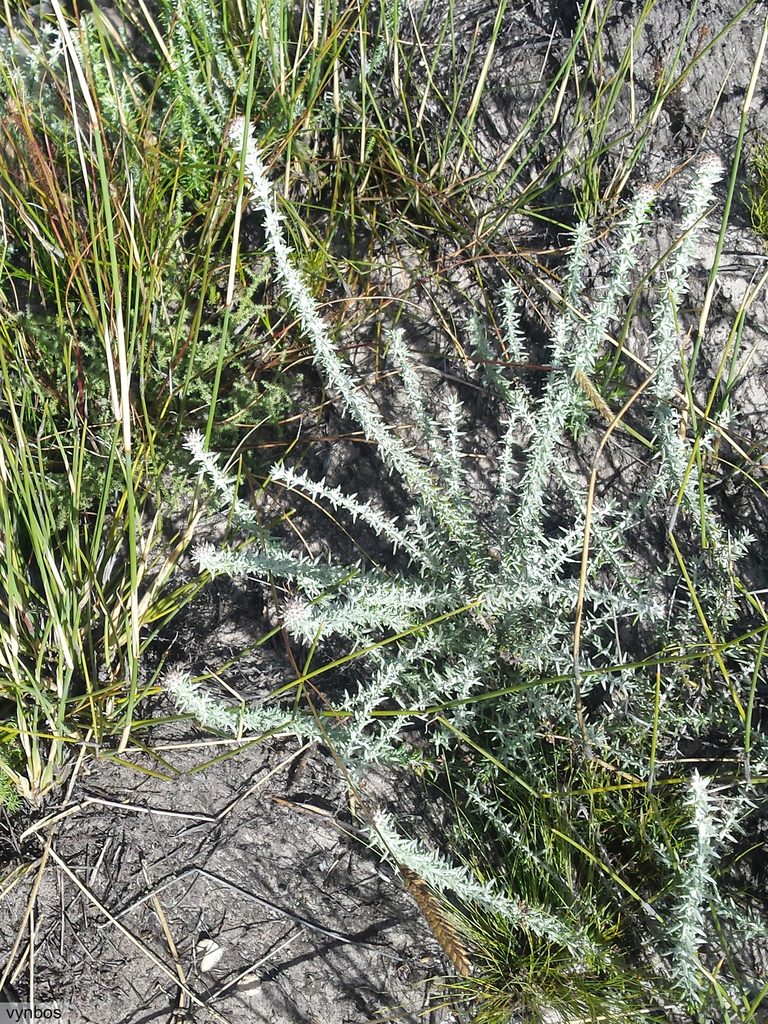 Metalasia rhoderiodes, photographed by Chris Vynbos
