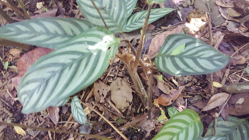 Ctenanthe oppenheimiana, photographed by alessandradalia