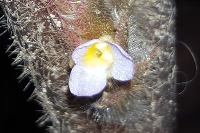 Ctenanthe oppenheimiana, photographed by alessandradalia