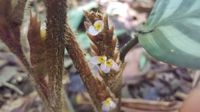 Ctenanthe oppenheimiana, photographed by alessandradalia