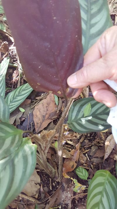 Ctenanthe oppenheimiana, photographed by alessandradalia