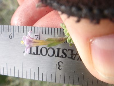 Lycium parishii, photographed by Kate Harper
