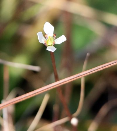 Bartonia verna, photographed by Lauren McLaurin