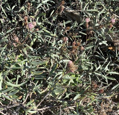 Palafoxia linearis, photographed by Bill Levine