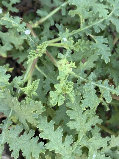 Ambrosia camphorata, photographed by Bill Levine