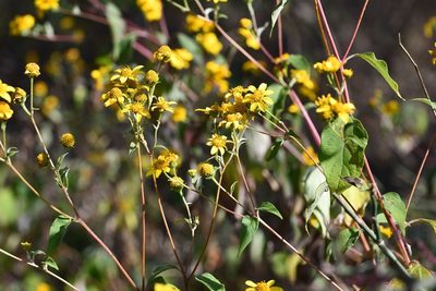 Verbesina hypoglauca, photographed by Neptalí Ramírez Marcial