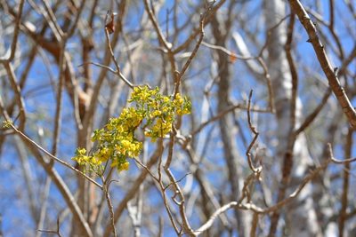 Diphysa floribunda, photographed by Neptalí Ramírez Marcial
