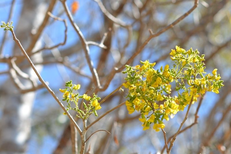 Diphysa floribunda, photographed by Neptalí Ramírez Marcial
